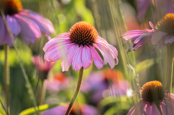 Memories of Summer ... / ***