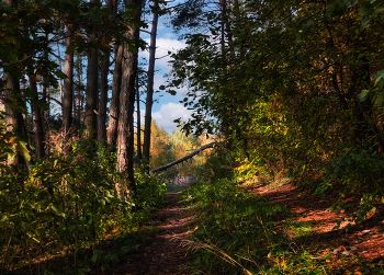 morning in the autumn forest / ***