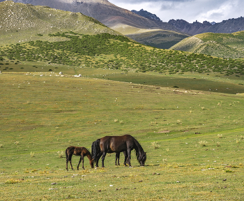 Meeting the sun / ***