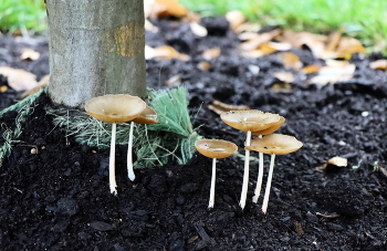 Urban Mushrooms / ***