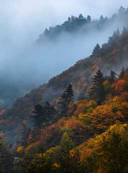 Fog in the mountains / ***