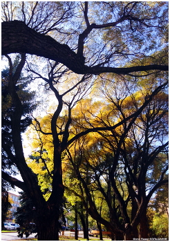 Autumn in the city / ***