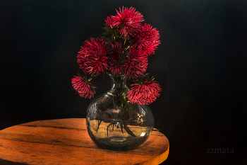 Fall asters / ***