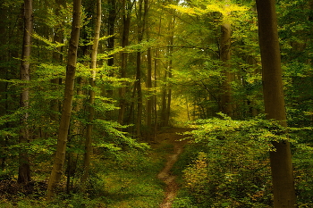 Along the path / ***
