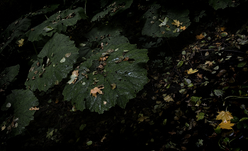 &nbsp; / ...
