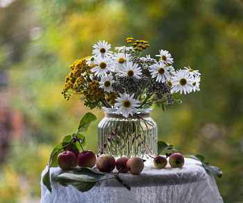 Daisies / ***