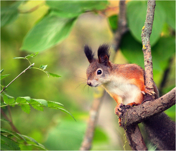 Squirrel. / ***