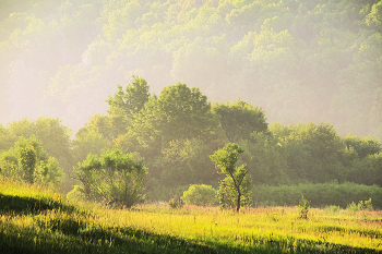 on the sunny meadow / ***