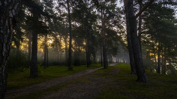 Morning in a pine forest / ***