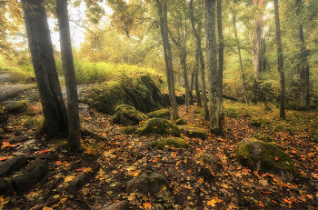 in the autumn forest / ***