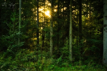 Ein Spaziergang im Wald / Sonnenuntergang im Wald