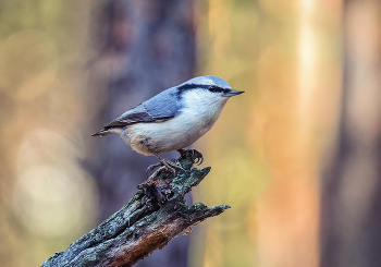 Nuthatch. / ***