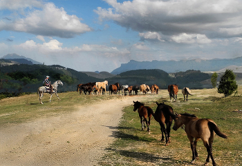 to pasture / ***