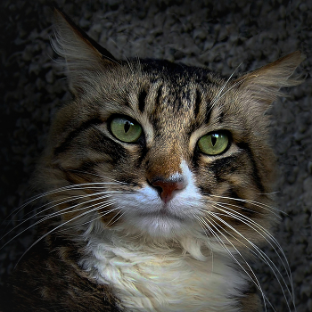 About the Poor Hussar say a word ... / ***