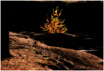 Autumn / ***