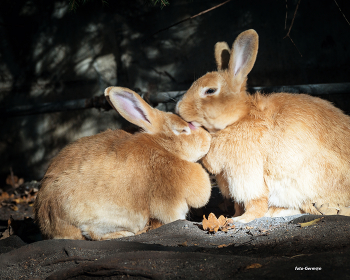 Tenderness of Nature / ***