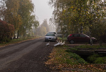 Geese on walk / ***