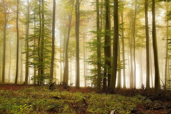 Autumn in the forest / ***