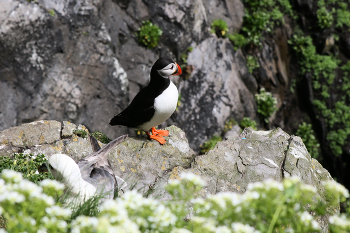 Atlantic Puffin / ***