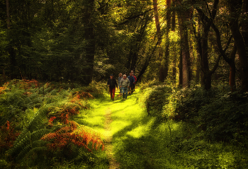 Forest walks / ***