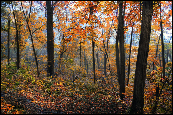 in the autumn forest / ***