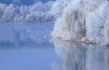 Swan Lake / ***