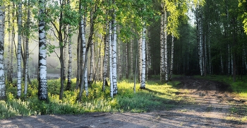 Morning in the birch forest / ***