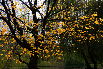 Autumn sketches / ***