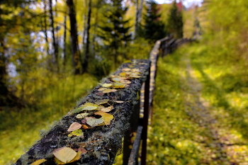 The rhythms of autumn. / ***