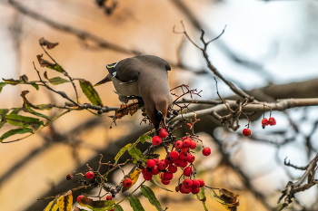 Waxwing. / ***