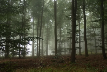 Morning in September / ***