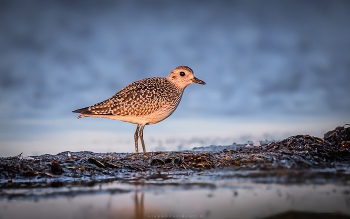 Morning colors gentle light ... / ***