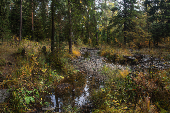 in the autumn forest / ***