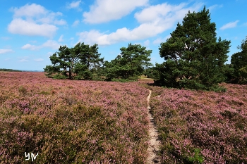 Fischbeker Heide Hamburg / ***