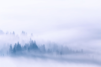 Under the misty blanket / ***