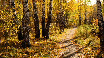 The road to autumn / ***