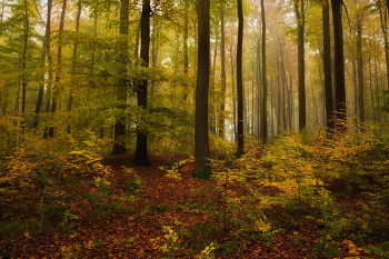 Autumn / ***
