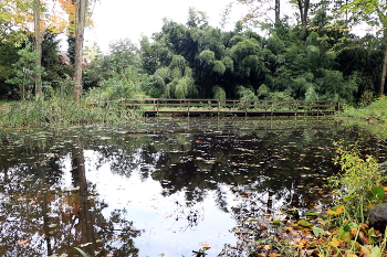 Derelict pond / ***