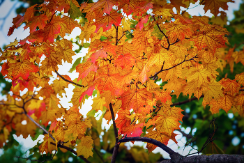 Autumn colors ... / ***