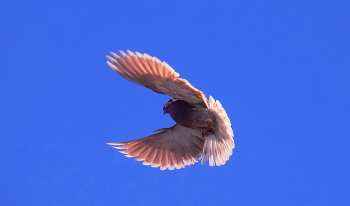 In flight / ***