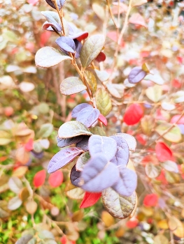 Shades of Autumn / ***