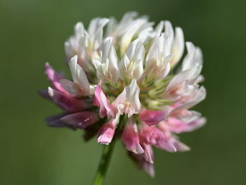 Clover / ***