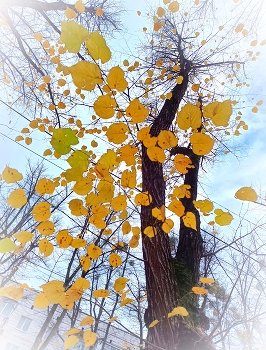 Last leaves / ***