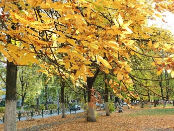 Autumn wind / ***