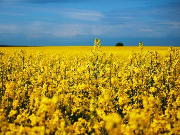 Rapeseed field / ***