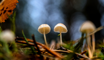 In the autumn forest. / ***