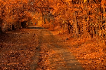 Autumn Marathon / ...