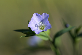 Flax / ***