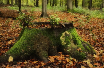 The origin of life / ***