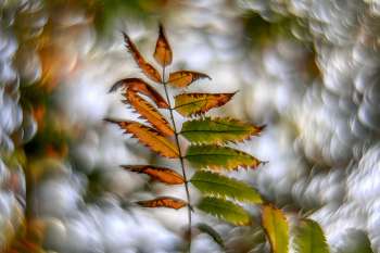 Autumn / ***
